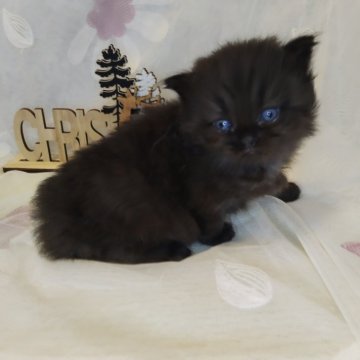 ラガマフィン【熊本県・男の子・2025年11月4日・ブラック（長毛）】の写真「男の子の双子👶🏻👶💓むちむちもちもちです！」