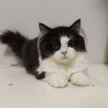 ラガマフィン【熊本県・女の子・2025年5月27日・ブラックホワイト】の写真「🎀あんずちゃん🎀美少女🥹💖」