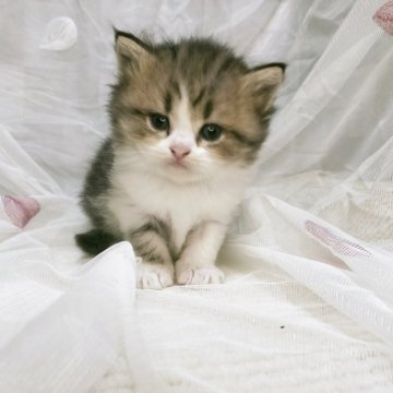 ラガマフィン【熊本県・女の子・2025年4月21日・ブラウンタビーホワイト】の写真「🎀サンデーちゃん🎀」