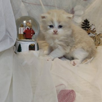 ラガマフィン【熊本県・男の子・2025年11月4日・クリームタビーホワイト（長毛）】の写真「双子の弟くん✨むちむちもちもちですよ🧸」