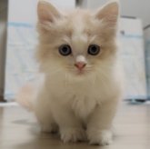 ラガマフィン