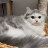 ラガマフィン