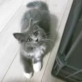 ラガマフィン