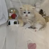 ラガマフィン【熊本県・男の子・2025年11月4日・クリームタビーホワイト】の写真1