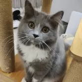 ラガマフィン