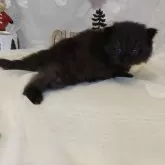 ラガマフィン【熊本県・男の子・2025年11月4日・ブラック】の写真2