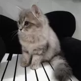 ラガマフィン【熊本県・女の子・2025年5月27日・ブルータビー】の写真3