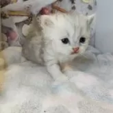 ミヌエット×ラガマフィン【熊本県・女の子・2025年10月12日・シルバータビーホワイト】の写真2