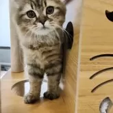 ラガマフィン【熊本県・女の子・2025年5月27日・ブラウンタビー】の写真3