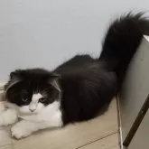 ラガマフィン【熊本県・女の子・2025年5月27日・ブラックホワイト】の写真3