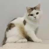 ラガマフィン【熊本県・男の子・2025年5月27日・ブラウンタビーホワイト】の写真3