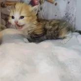 ミヌエット×ラガマフィン【熊本県・女の子・2025年10月12日・キャリコ】の写真4