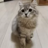 ラガマフィン【熊本県・女の子・2025年5月27日・ブルータビー】の写真2