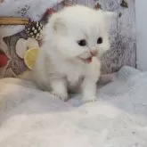 ミヌエット×ラガマフィン【熊本県・女の子・2025年10月12日・クリームタビー】の写真4