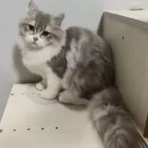 ラガマフィン【熊本県・女の子・2025年5月27日・ブルータビーホワイト】の写真3