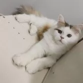 ラガマフィン【熊本県・男の子・2025年5月27日・ブラウンタビーホワイト】の写真4