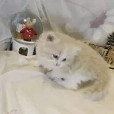 ラガマフィン【熊本県・男の子・2025年11月4日・クリームタビーホワイト】の写真4