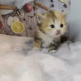 ミヌエット×ラガマフィン【熊本県・女の子・2025年10月12日・キャリコ】の写真5