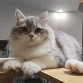 ラガマフィン【熊本県・女の子・2025年5月27日・ブルータビーホワイト】の写真4