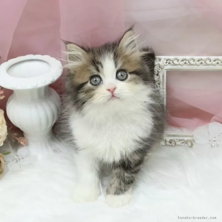 ID:2407-02968の子猫