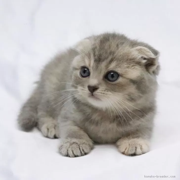 ID：2405-00829の子猫