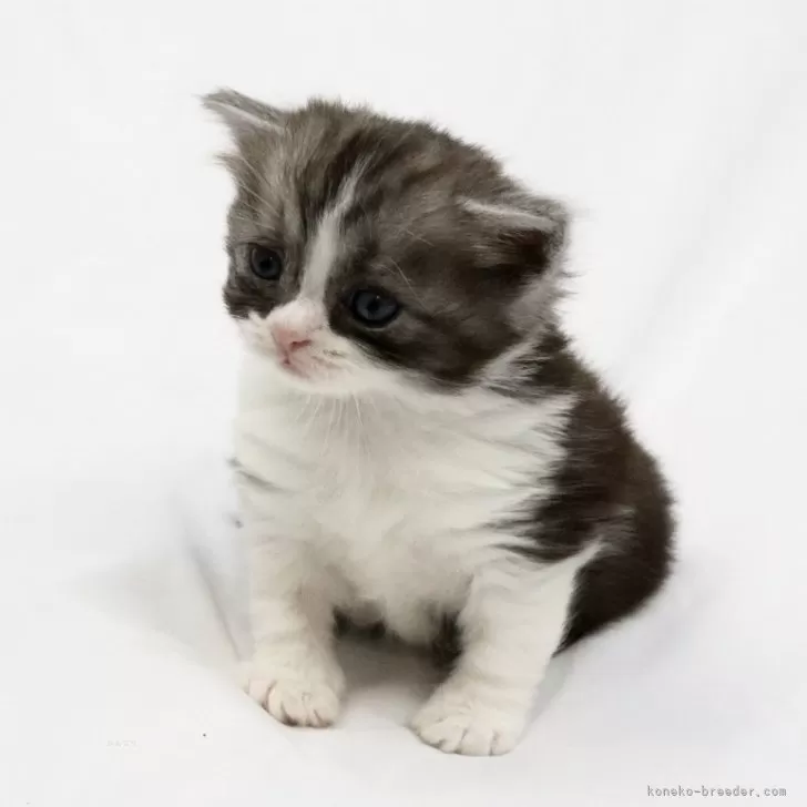 ID：2410-02529の子猫