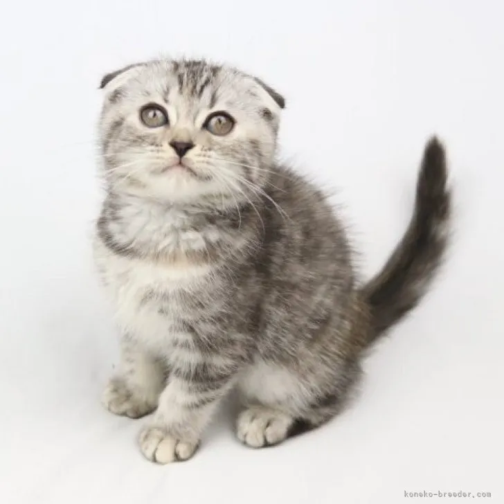 こやまやま 様のお迎えした子猫