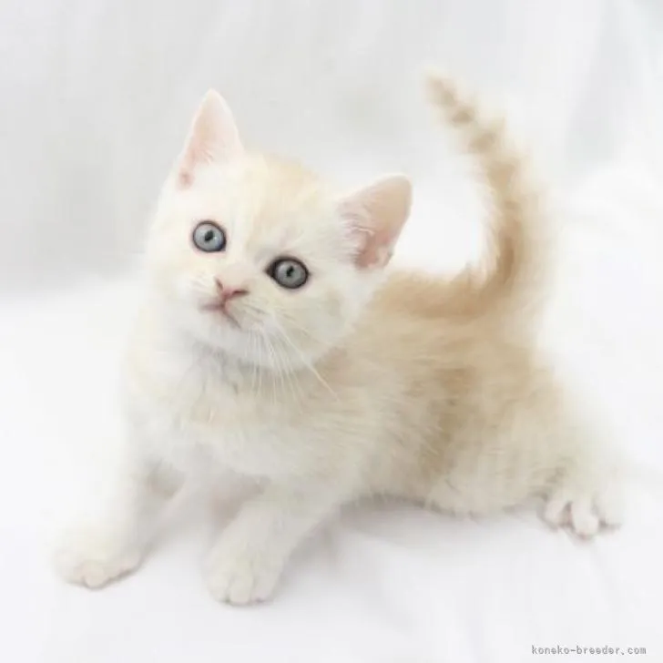 ID：2209-02792の子猫