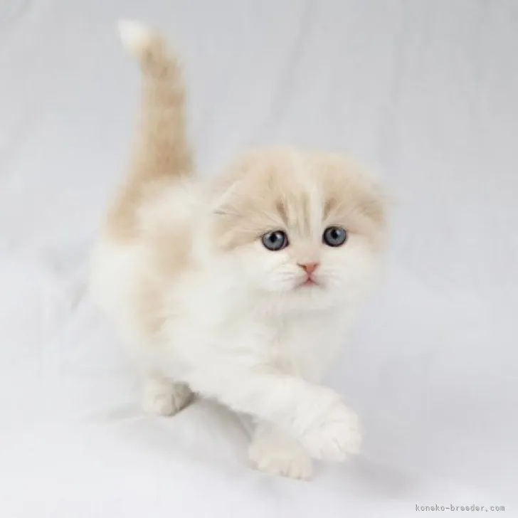 ID:2311-00646の子猫