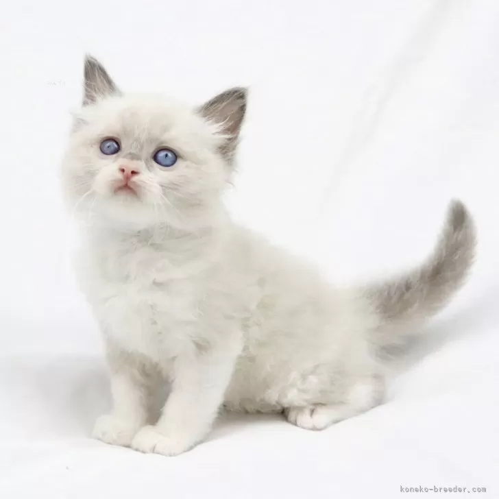 やま 様のお迎えした子猫