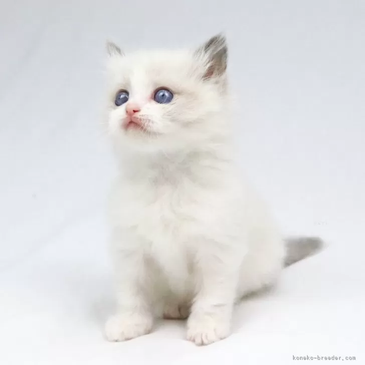 ID：2404-01897の子猫