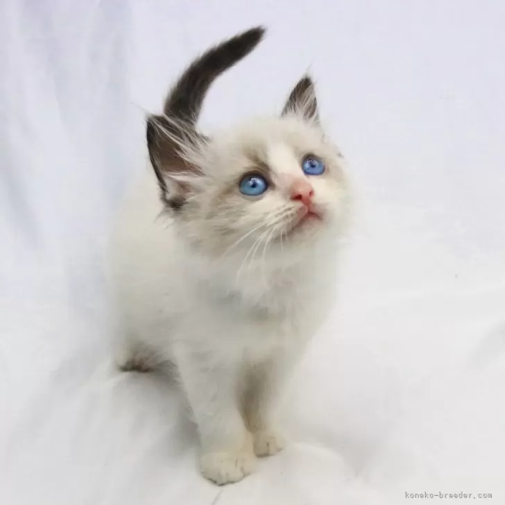 ID:2405-02637の子猫