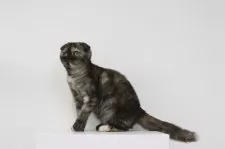 スコティッシュフォールド(折れ耳)【愛知県・女の子・2025年6月20日・ブラウントービー】の写真14