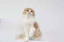 スコティッシュフォールド(折れ耳)【愛知県・男の子・2025年6月20日・レッドタビーアンドホワイト】の写真11