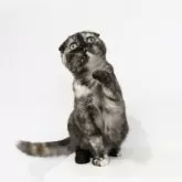 スコティッシュフォールド(折れ耳)【愛知県・女の子・2025年6月20日・ブラウントービー】の写真5