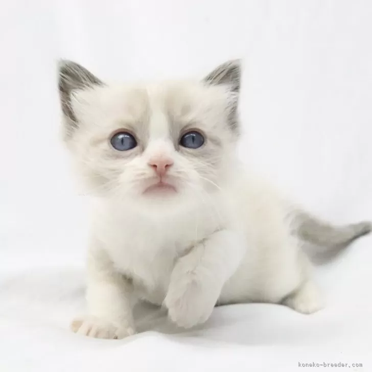 ID：2412-02454の子猫