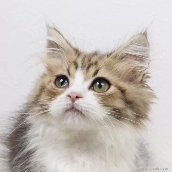 ミヌエット(長足)【愛知県・男の子・2025年6月15日・ブラウンタビーアンドホワイト】の写真1