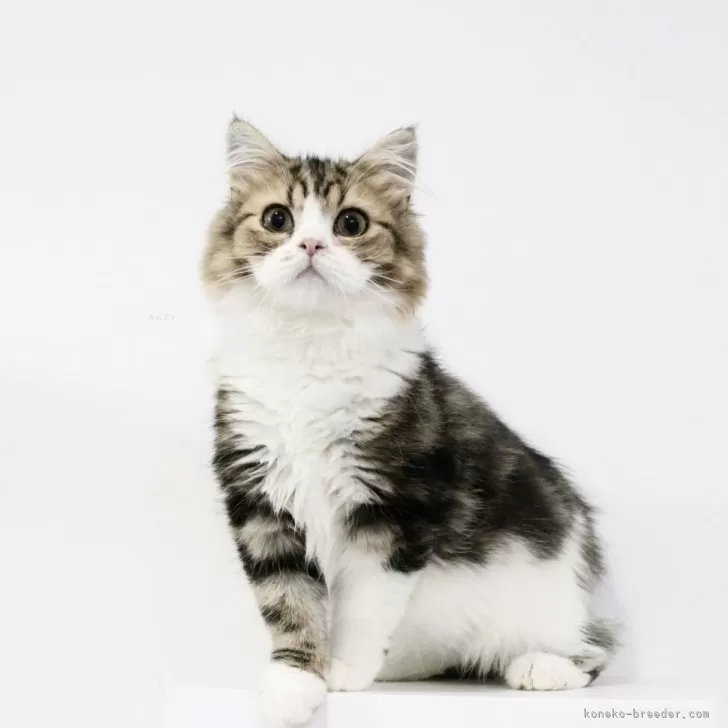 Ｉ.G 様のお迎えした子猫