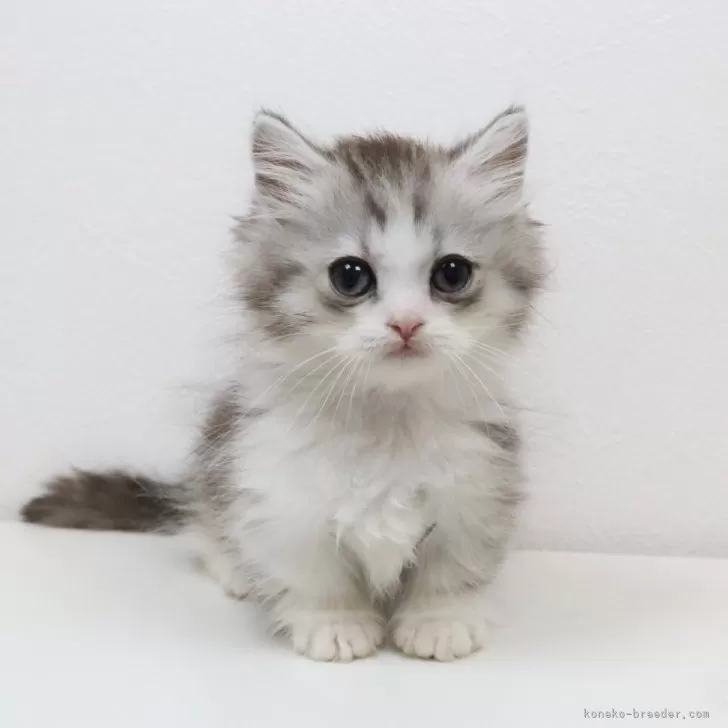 M.Y 様のお迎えした子猫