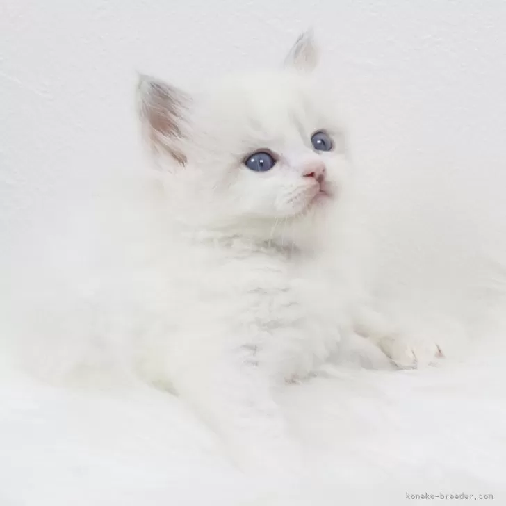 ID：2504-01267の子猫