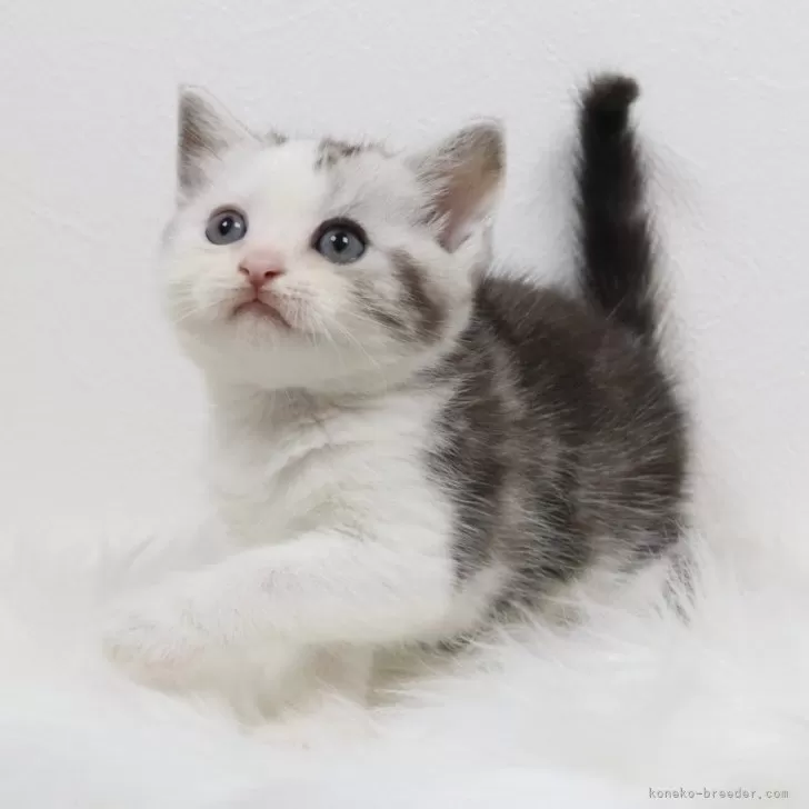 ID：2505-02922の子猫