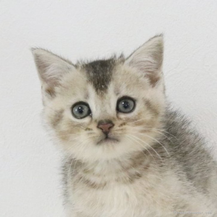 ブリーダー画像