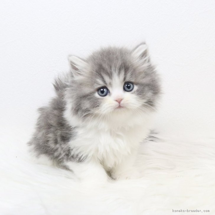 ブリーダー画像