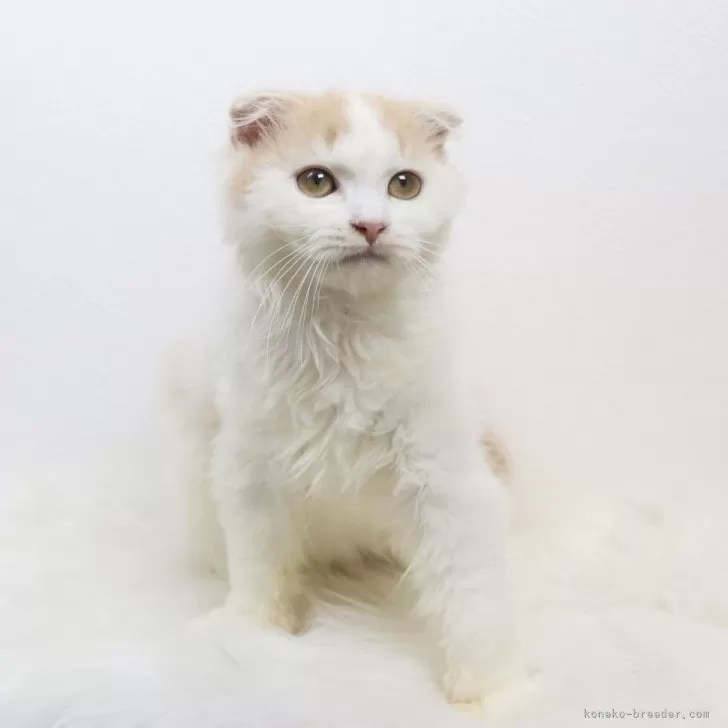ID：2505-00413の子猫
