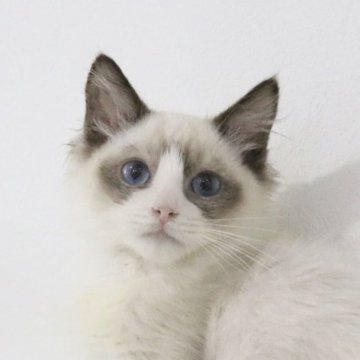 ラグドール【愛知県・男の子・2025年8月8日・シールポイントバイカラー】の写真「甘えんぼラグドール︎💕︎」