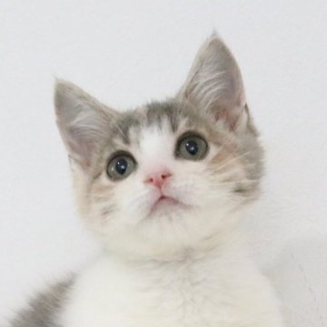 マンチカン(長足)【愛知県・女の子・2025年9月4日・ダイリュートキャリコ】の写真「甘えん坊な女の子💕」