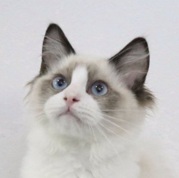 ラグドール【愛知県・男の子・2025年8月8日・シールポイントバイカラー】の写真「甘えんぼラグドール︎💕︎」