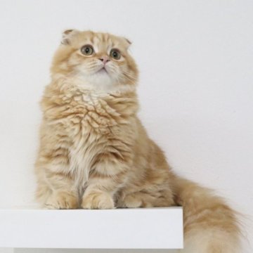 マンチカン(短足)【愛知県・男の子・2025年4月25日・レッドタビー（ロングヘア）】の写真「お膝の上大好きデレデレにゃんこ︎💕︎」