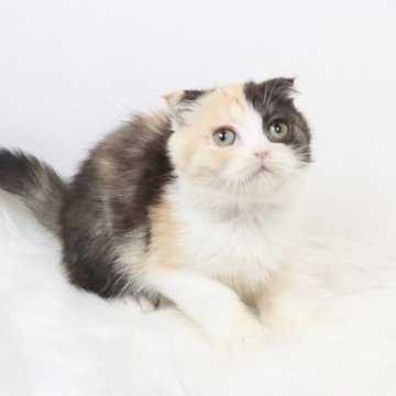 スコティッシュフォールド(折れ耳)【愛知県・女の子・2025年10月3日・パッチドタビー（ショートヘア）】の写真「パーティーカラーの女の子❣️」