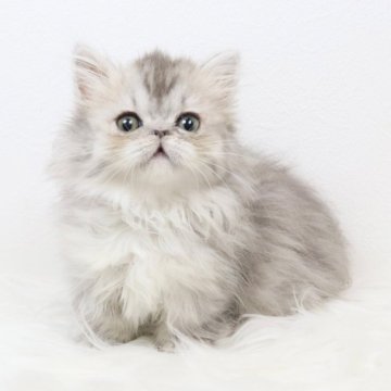 ミヌエット(短足)【愛知県・男の子・2025年10月26日・ブルータビー（ロングヘア）】の写真「ペルシャ系の極短足ミヌエットちゃん❣️」